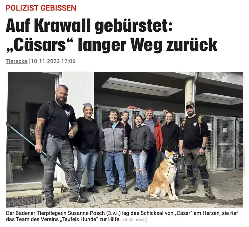 Zeitungsartikel über Cäsars langen Weg zurück