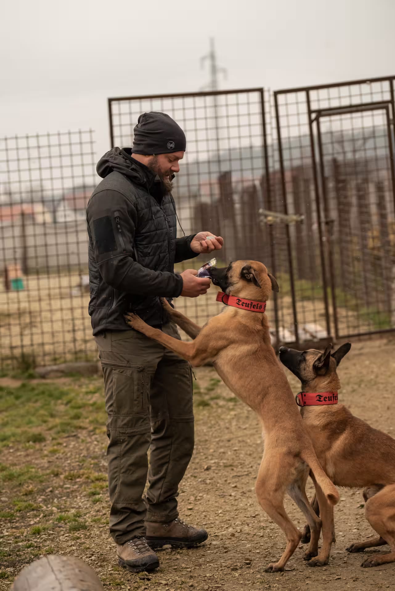 Georg Resch, Obmann des Vereins Teufels Hunde, beim Training mit zwei Malinois