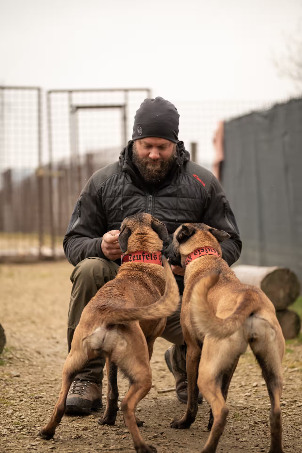 Trainer kniet auf dem Trainingsplatz zwischen zwei Malinois mit roten Teufels-Hunde-Halsbändern