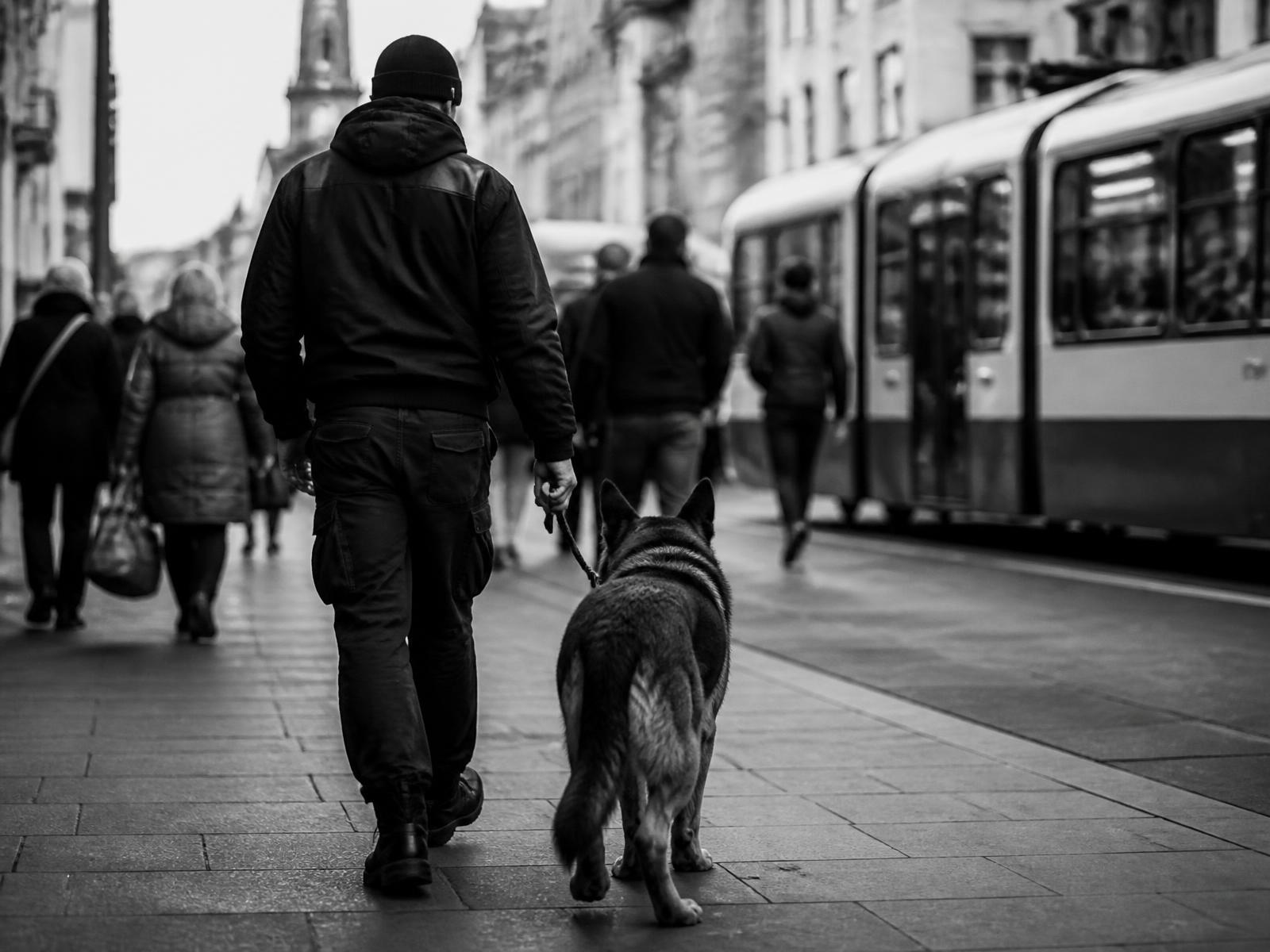 Mehrere Hunde arbeiten unter Ablenkung im Freien