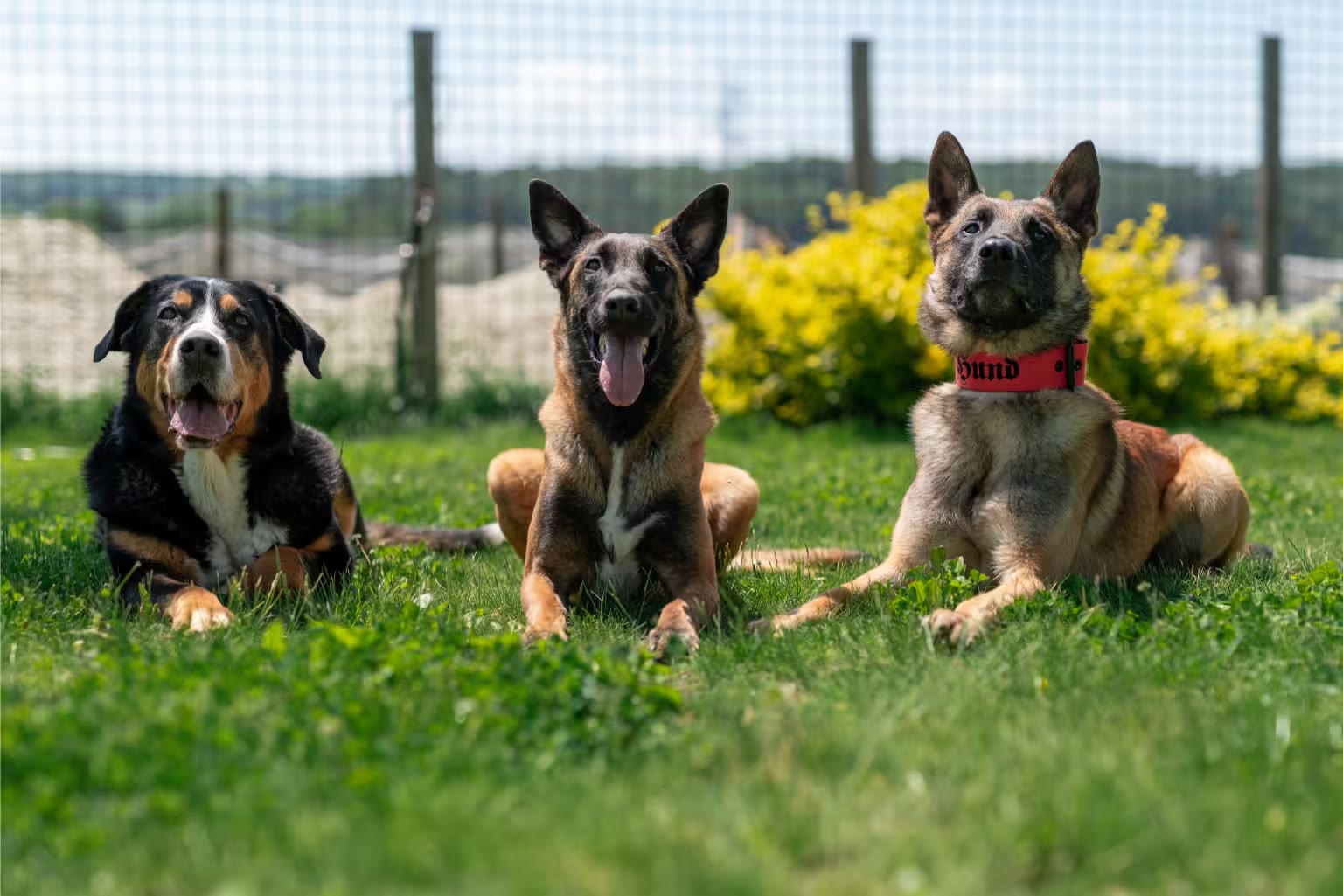 Drei Hunde der Teufels Hunde liegen entspannt nebeneinander auf der Wiese des Vereinsgeländes